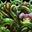 Vigorous Creepers icon